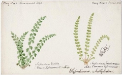 Green Spleenwork (Polypodiacea Acotyledon) - William Catto - ABDAG016020 by William Catto