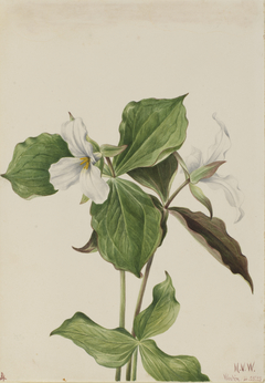 Large White Trillium (Trillium grandiflorum) by Mary Vaux Walcott