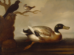 Mallard Duck and Other Bird