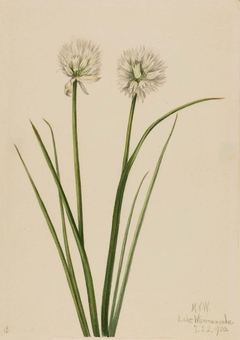 Northern Onion (Allium sibiricum) by Mary Vaux Walcott