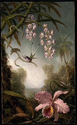 Orchids and Spray Orchids with Hummingbird