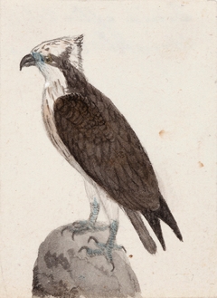 Osprey by Ferdinand von Wright