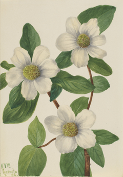 Pacific Dogwood (Cornus nuttallii) by Mary Vaux Walcott