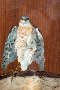 Peregrine Falcon by Henri de Toulouse-Lautrec