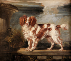 Portrait of Dash, a Favourite Spaniel, the Property of Lady Frances Vane-Tempest