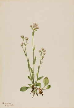 Pussy-Toes (Antennaria racemosa) by Mary Vaux Walcott