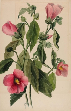 Rose Gentian (Sabbatia angularis) by Mary Vaux Walcott