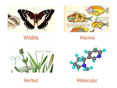 Scientific illustration services