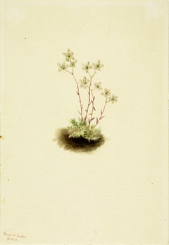 Spotted Saxifrage (Saxifraga bronchialis) by Mary Vaux Walcott