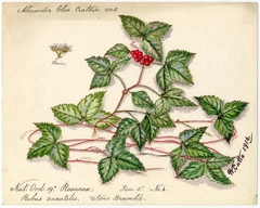 Stone bramble (rubus saxatilis) - William Catto - ABDAG016314 by William Catto