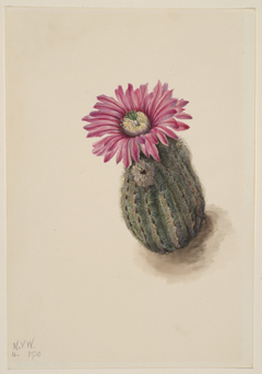 Turkeyhead Cactus (Echinocerus perbellus) by Mary Vaux Walcott