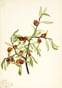 Untitled--Plant Study by Mary Vaux Walcott