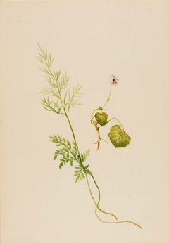 Viola palustris by Mary Vaux Walcott