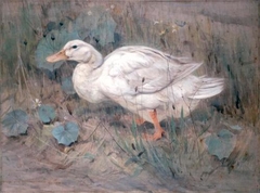 A White Duck by Edwin Alexander - Edwin Alexander - ABDAG002213 by Edwin John Alexander