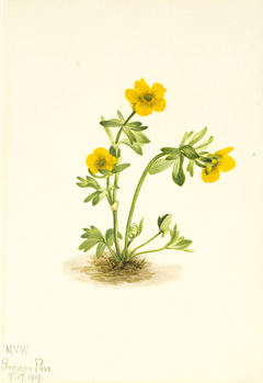 Avalanche Buttercup (Ranunculus suksdorfii) by Mary Vaux Walcott