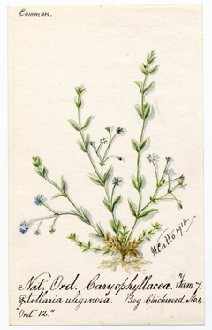 Bog chickweed (stellaria alsine) - William Catto - ABDAG016369 by William Catto