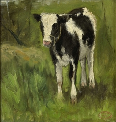 Calf, spotted black and white