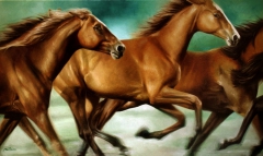 Cavalos / Horses