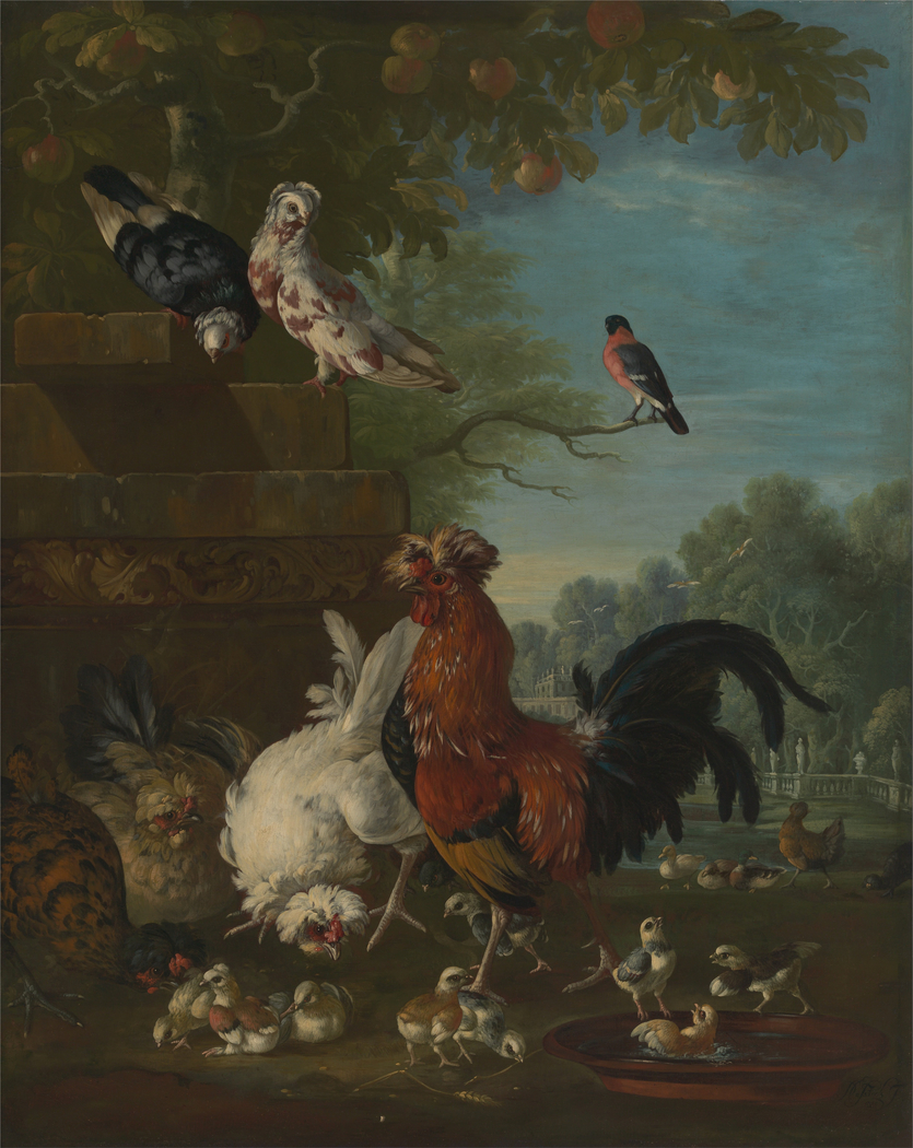 Domestic cock, hens, and chicks in a park