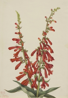 Fire Pentstemon (Pentstemon eatonii) by Mary Vaux Walcott