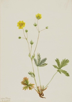 Grayleaf Fivefinger (Potentilla glaucophylla) by Mary Vaux Walcott