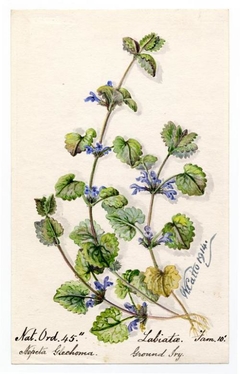 Ground Ivy - William Catto - ABDAG016068 by William Catto