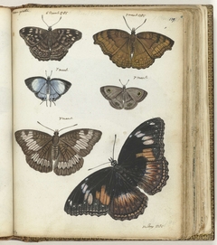 Indische vlinders by Jan Brandes