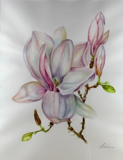 magnolia by Araceli Requena