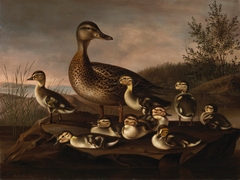 Mallard Ducklings by Magnus von Wright