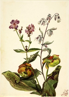 Meadow Beauty (Rhexia virginica), Rattlesnake Roat (Nabalus albus), Pitcherplant (Sarracenia purpurea)