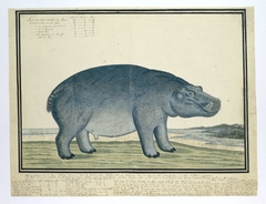 Nijlpaard (Hippopotamus amphibius) by Robert Jacob Gordon