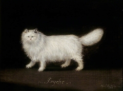 'Psyche', a White Persian Cat