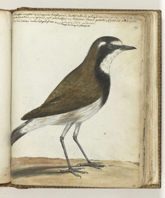 Schapevogel of Kaapse nachtegaal by Jan Brandes