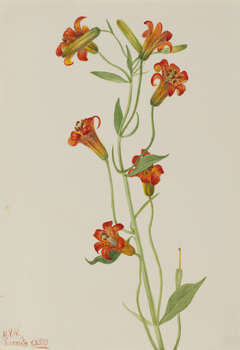 Small Tiger Lily (Lilium parvum) by Mary Vaux Walcott