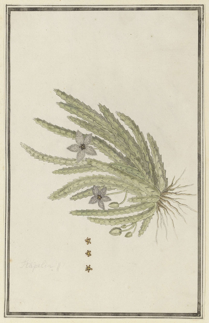 Stapelia paniculata, met detailstudies van bloeiwijze