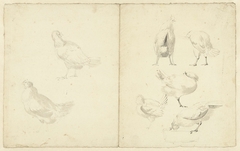 Studieblad met zeven kippen by Aert Schouman