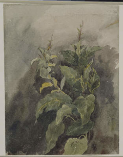 Study of Foliage by David Cox Jr