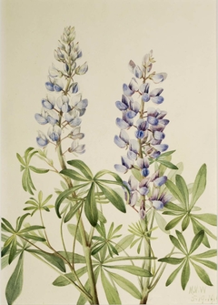 Sun Dial Lupine (Lupinus perennis) by Mary Vaux Walcott