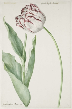 Tulip Grand Roy de France by Jan Laurensz. van der Vinne