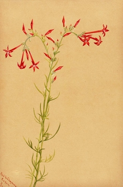 Untitled--Flower Study by Mary Vaux Walcott