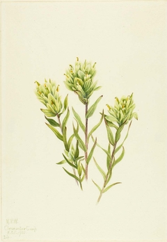 White Indian Paintbrush (Castilleja occidentalis) by Mary Vaux Walcott