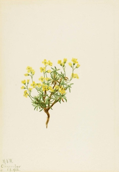 Yellow Willow Grass by Mary Vaux Walcott