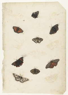 Acht vlinders