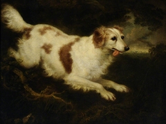 'Dash' a Spaniel by Charles Henry Schwanfelder