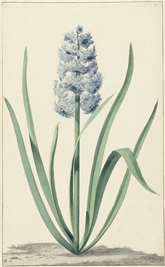 De blauwe hyacint Franciscus Primus by Jan Augustini