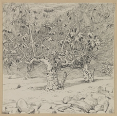 Fig-tree, Valley of Hinnom by James Tissot