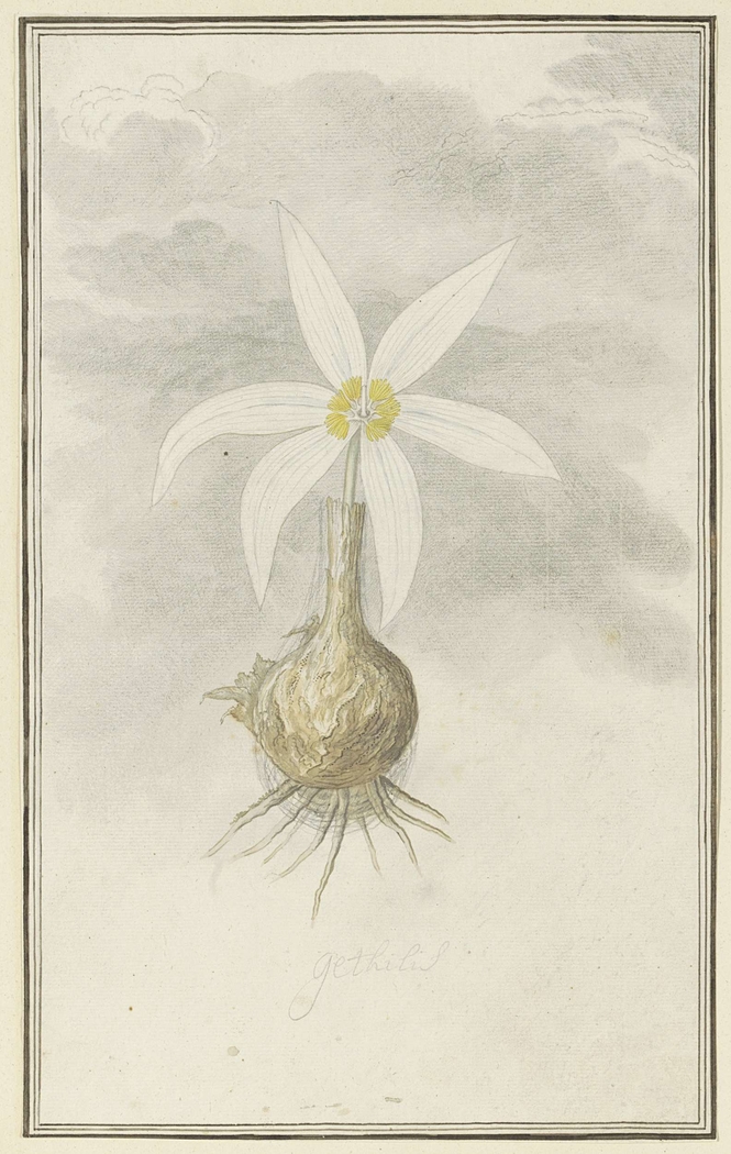 Gethyllis; de knol met bloem