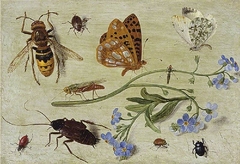 Insects by Jan van Kessel the Elder