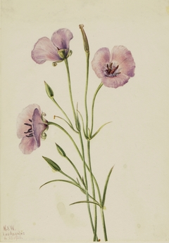 Lilac Mariposa (Calochortus splendens) by Mary Vaux Walcott