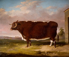 Longhorn Cow by Thomas Walker Bretland